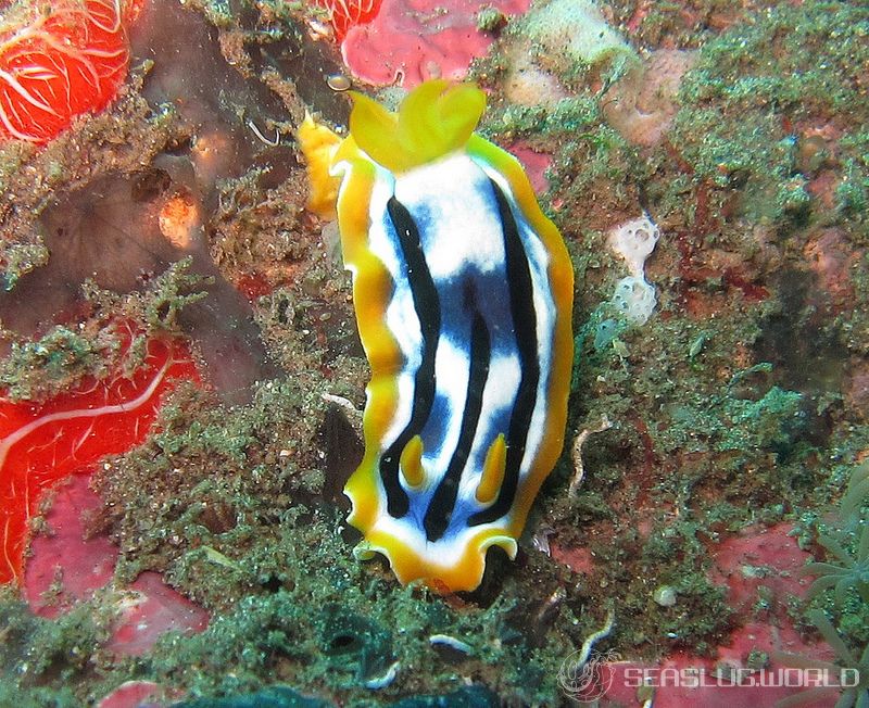 シボリイロウミウシ Chromodoris strigata