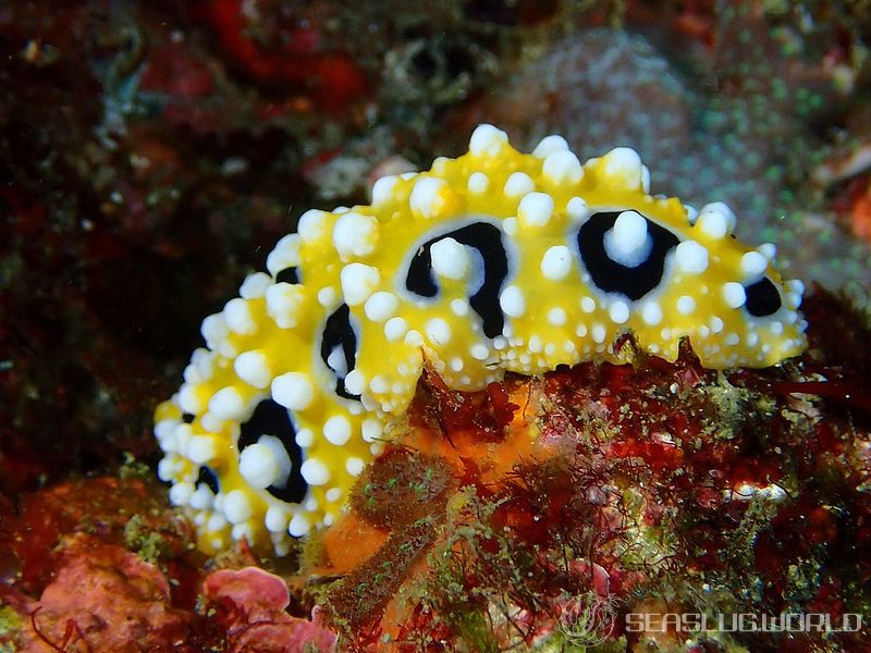 キイロイボウミウシ Phyllidia ocellata