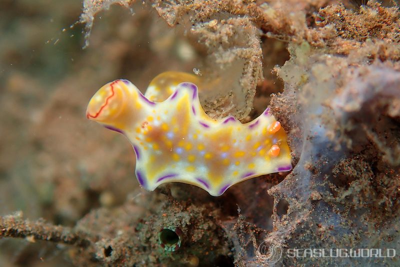 テヌウニシキウミウシ Ceratosoma tenue