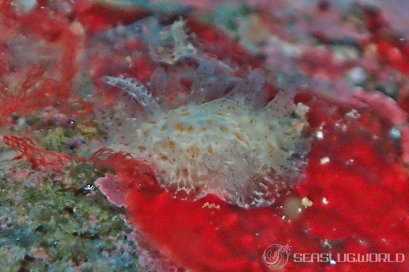 ナガヒゲイバラウミウシ Ceratodoris pilosa