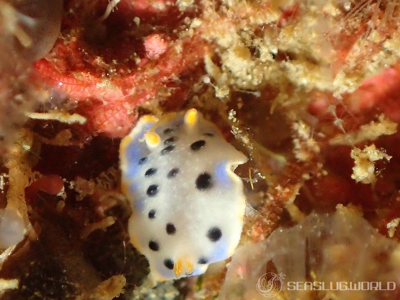 ウスイロウミウシ Hypselodoris placida