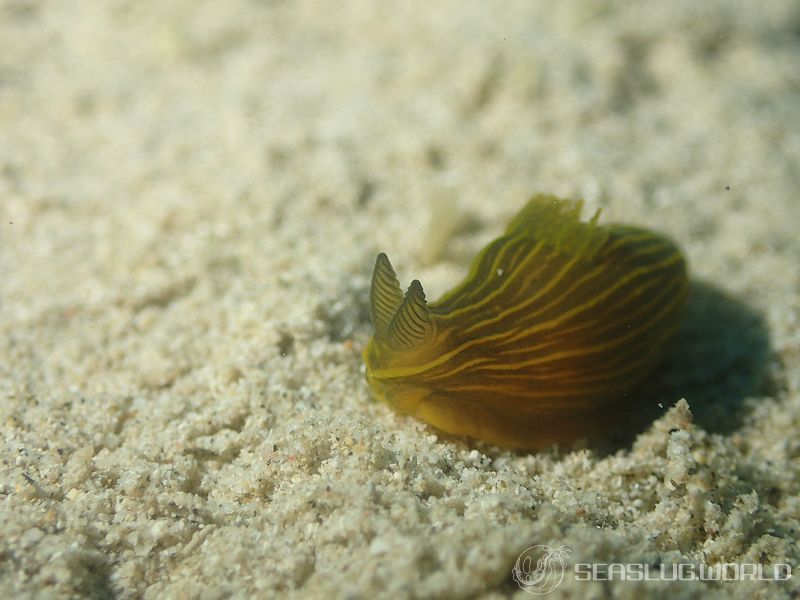 タスジキヌハダウミウシ Gymnodoris sp. 2