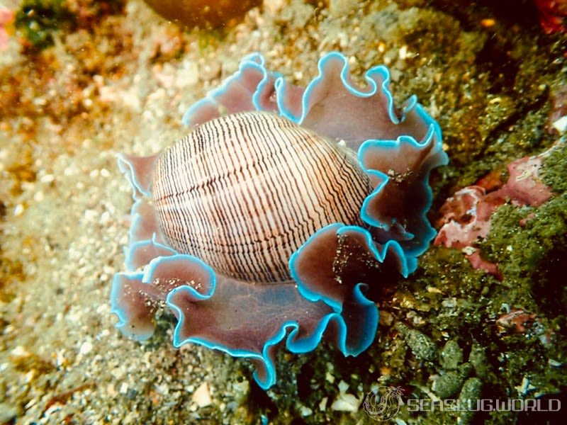 ミスガイ Hydatina physis