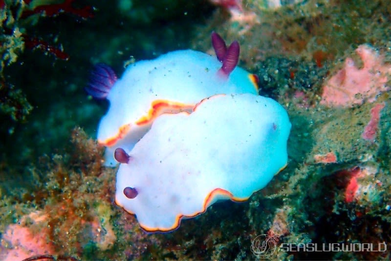 シラヒメウミウシ Goniobranchus sinensis