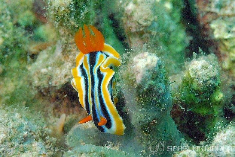 コールマンウミウシ Chromodoris colemani