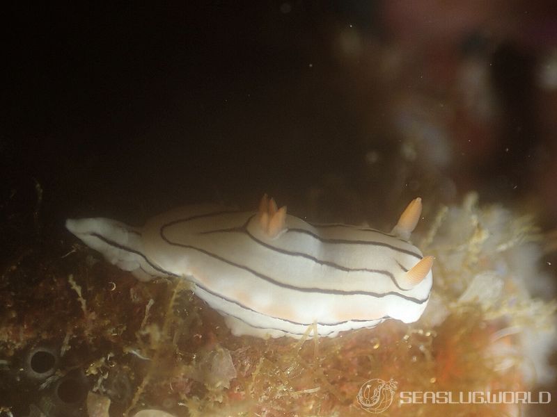 ホンノリイロウミウシ Chromodoris sp. 7