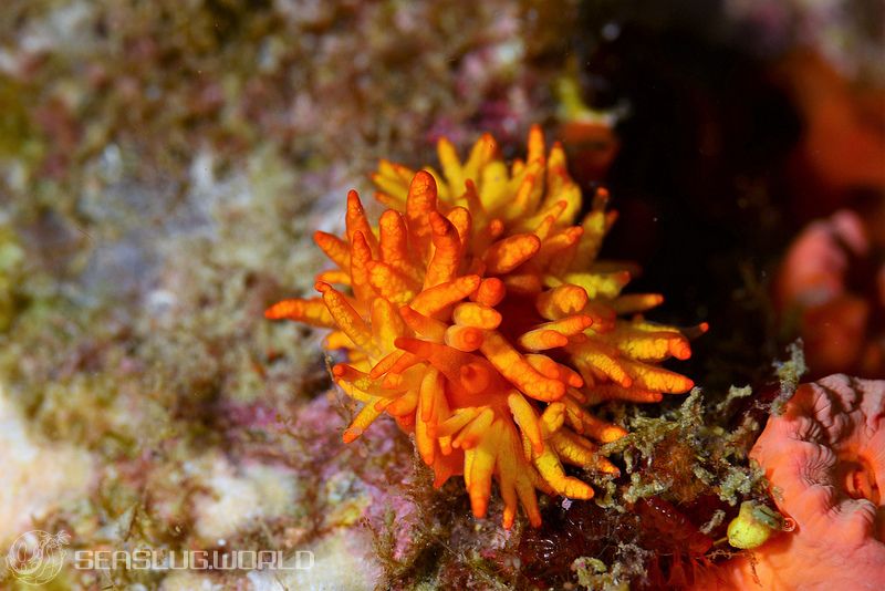 イボヤギミノウミウシ Phestilla melanobrachia