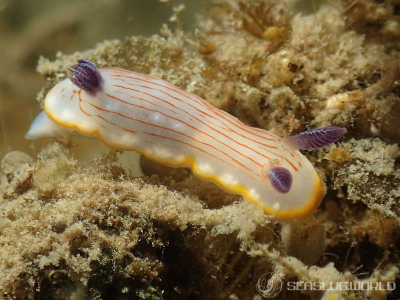 カトウイロウミウシ Goniobranchus katoi