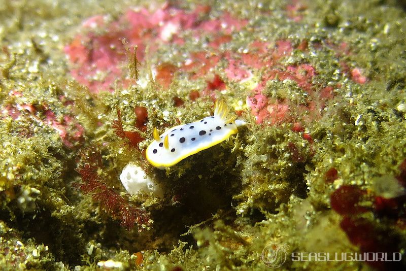 シロウミウシ Chromodoris orientalis