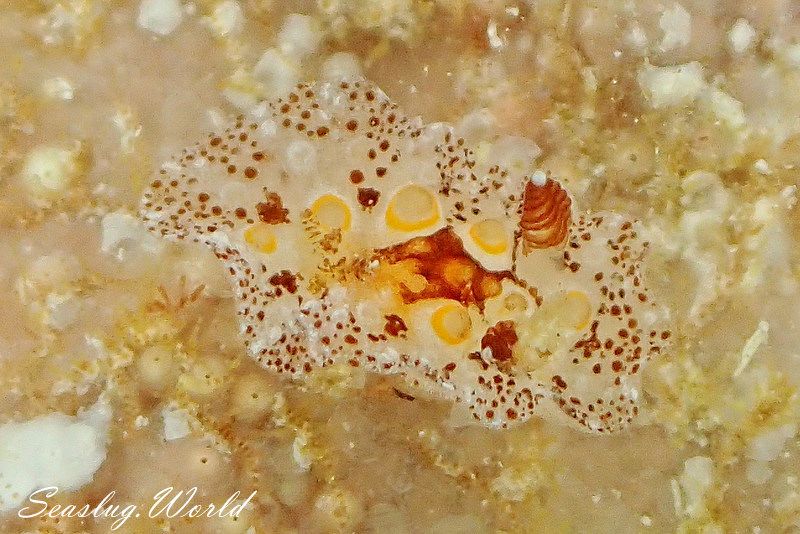 メダマヤキウミウシ Carminodoris estrelyado