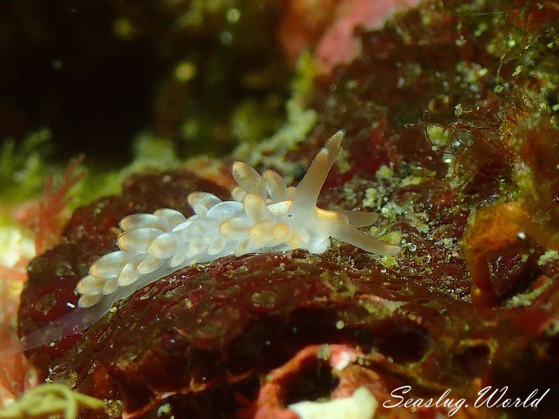 アンテアエオリデエッラ・カカオティカ Anteaeolidiella cacaotica