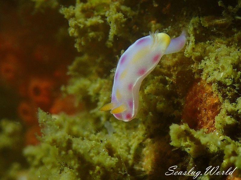 ニシキウミウシ Ceratosoma trilobatum