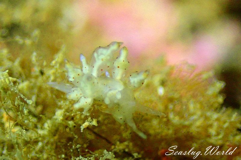 ホシアカリミノウミウシ Eubranchus sp. 5