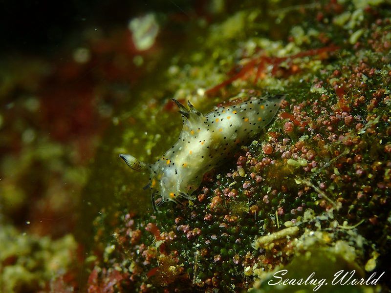 コソデウミウシ Polycera abei