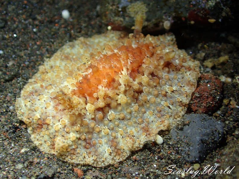 ニヨリセンリョウウミウシ Carminodoris flammea