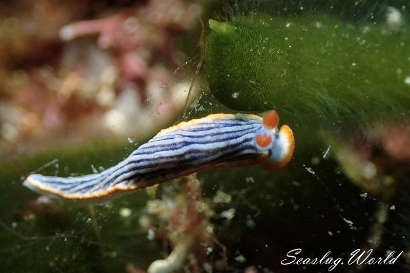 サメジマオトメウミウシ Dermatobranchus striatellus