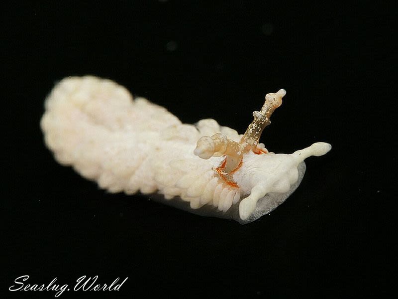 シロミノウミウシ Bulbaeolidia alba