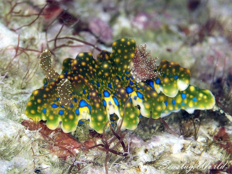 ヨセナミウミウシ Miamira sinuata