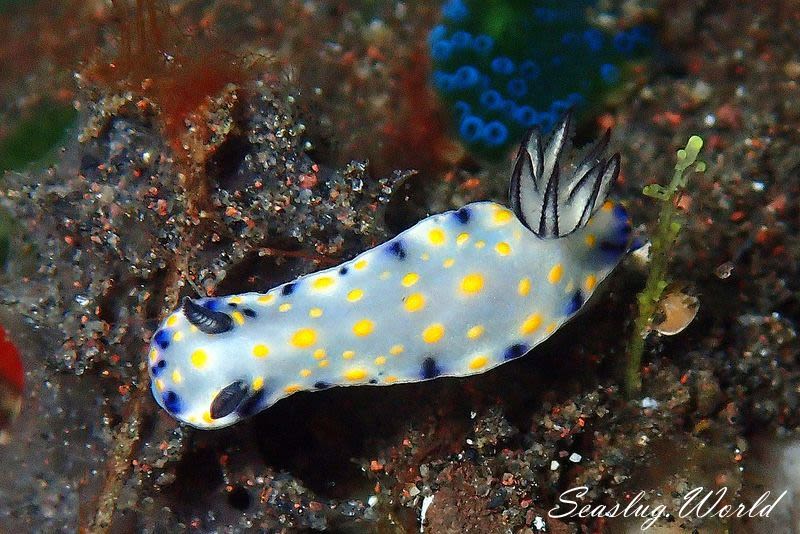 Hypselodoris confetti Gosliner & Johnson, 2018