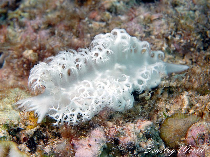 ユビノウハナガサウミウシ Tritoniopsis elegans 世界のウミウシ