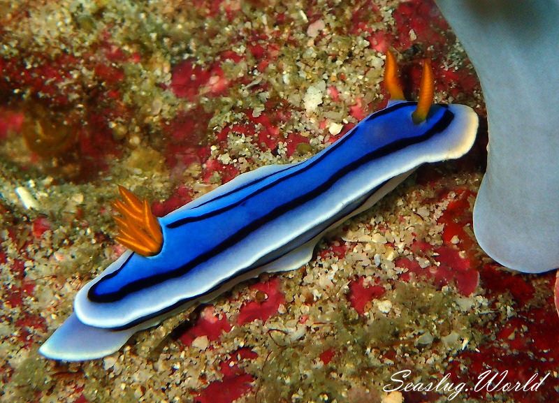 ミスジアオイロウミウシ Chromodoris lochi