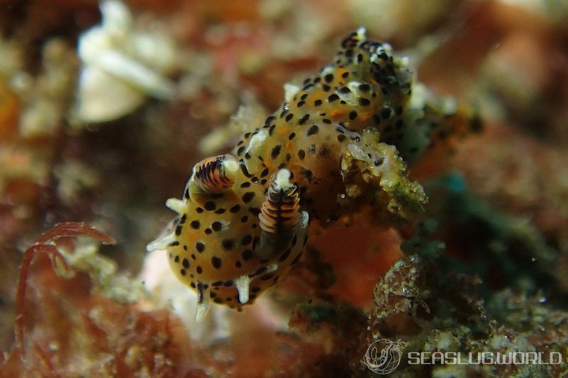 フジタウミウシ Polycera fujitai