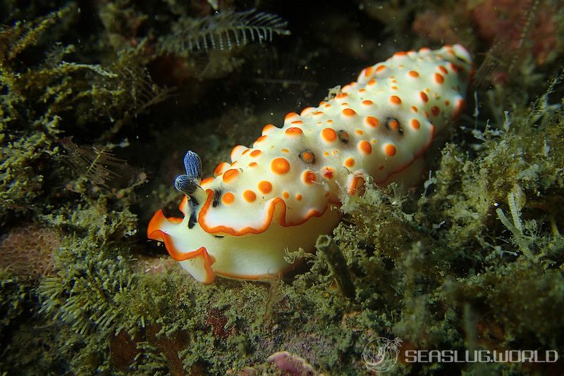 ハナオトメウミウシ Dermatobranchus ornatus