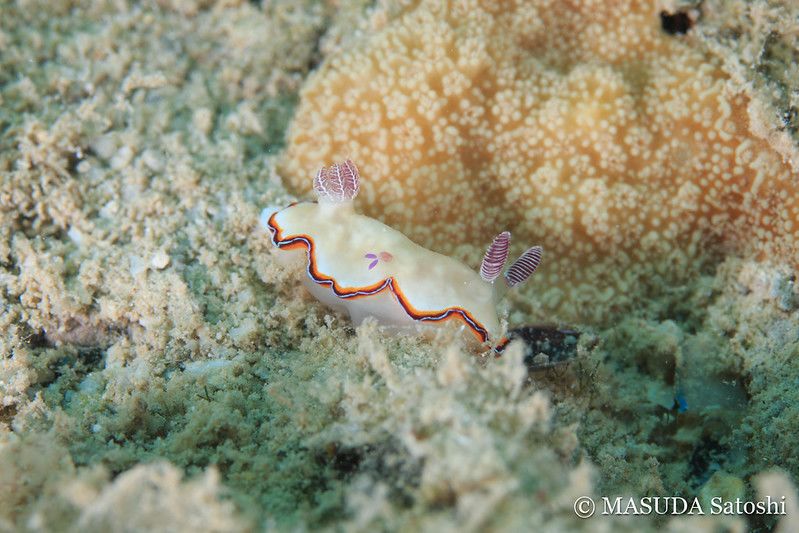 ハスイロウミウシ Goniobranchus fabulus