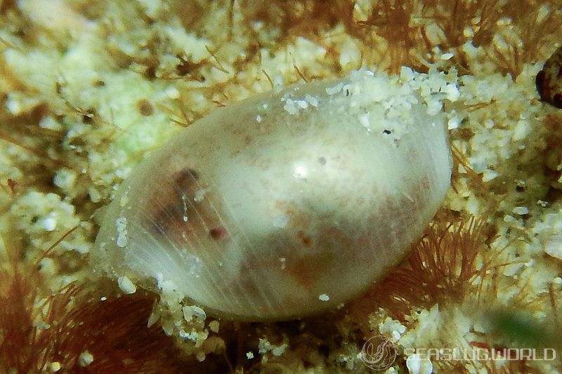 コクテンタマゴガイ Atys semistriatus