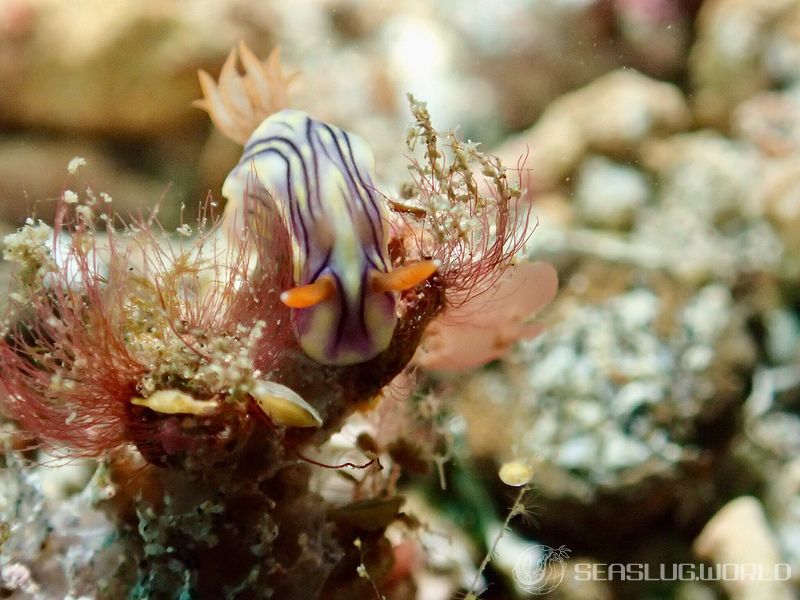 ソヨカゼイロウミウシ Hypselodoris zephyra