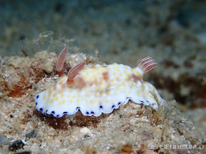 ミナミコモンウミウシ Goniobranchus cf. variatus