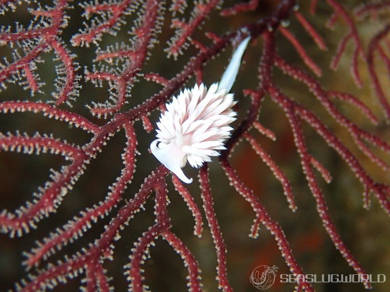 サクラミノウミウシ Sakuraeolis sakuracea