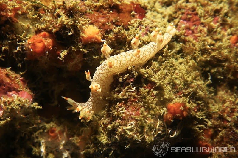 ユビウミウシ Bornella stellifer