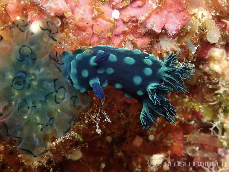 トサカリュウグウウミウシ Nembrotha cristata