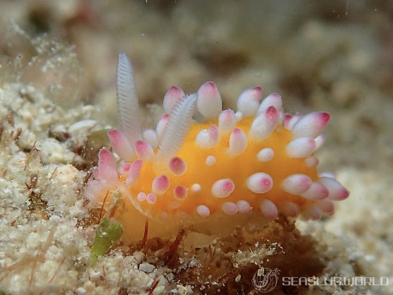 イガグリウミウシ Cadlinella ornatissima