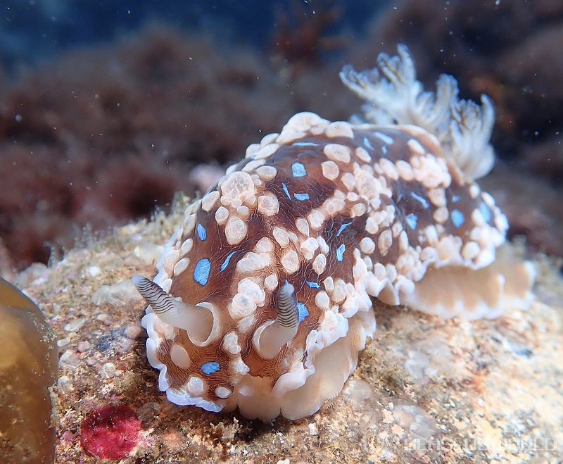 ミヤコウミウシ Dendrodoris krusensternii