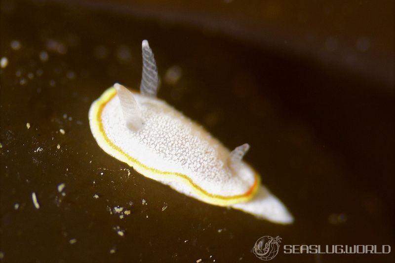 ミツイラメリウミウシ Diaphorodoris mitsuii