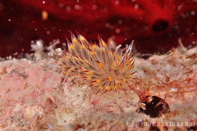 コヤナギウミウシ Janolus toyamensis