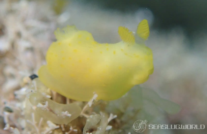 キヌハダウミウシ属の仲間 Gymnodoris spp.