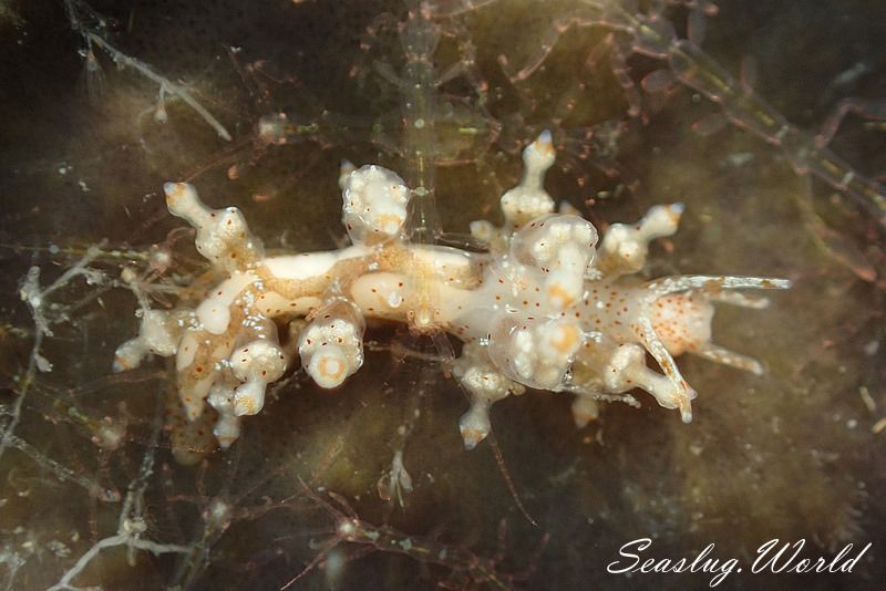 ホシアカリミノウミウシ Eubranchus sp. 5