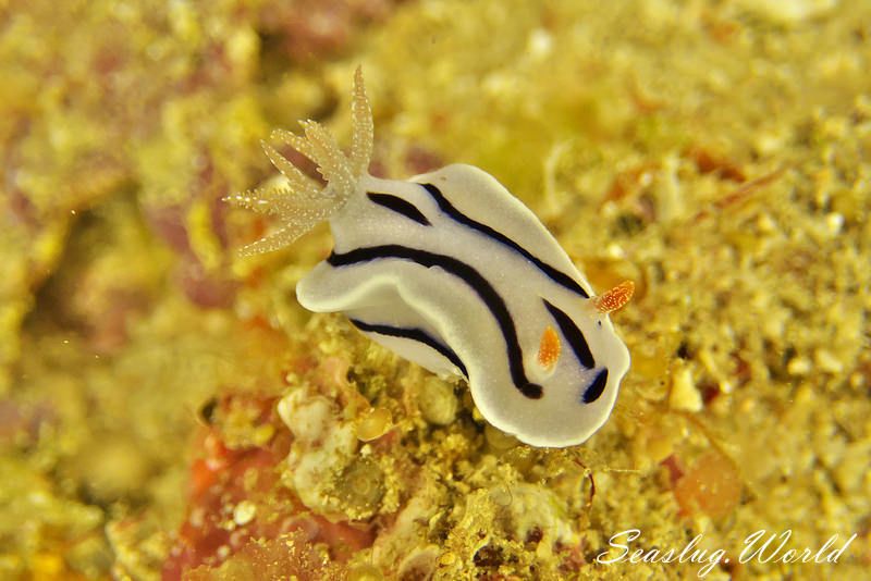 ミゾレウミウシ Chromodoris willani