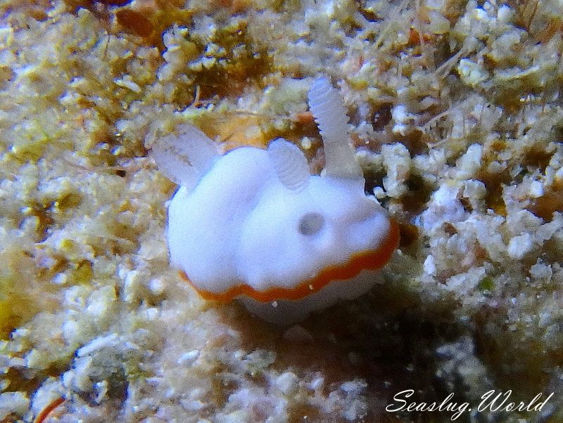 ボンボリイロウミウシ Goniobranchus albonares