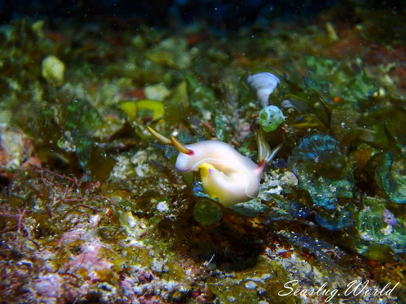 ゾウゲイロウミウシ Hypselodoris bullockii