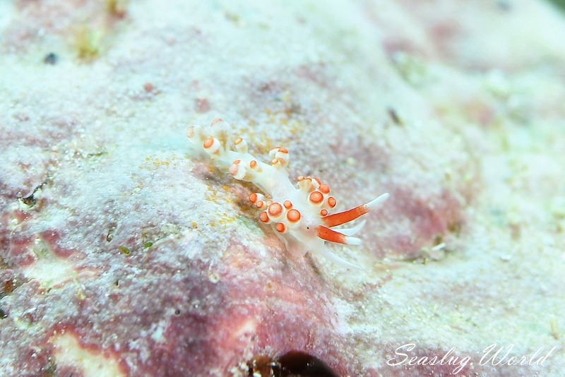 カトリオーナ・オセザキエンシス Catriona osezakiensis