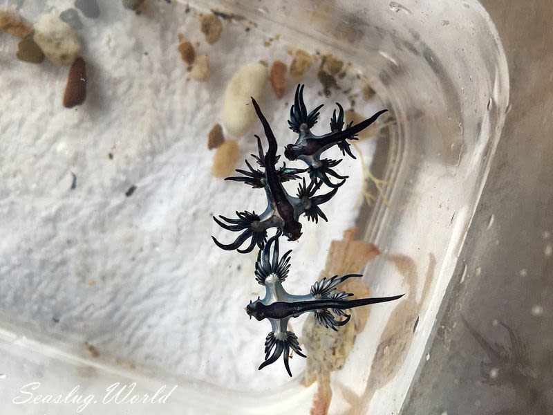 アオミノウミウシ Glaucus atlanticus