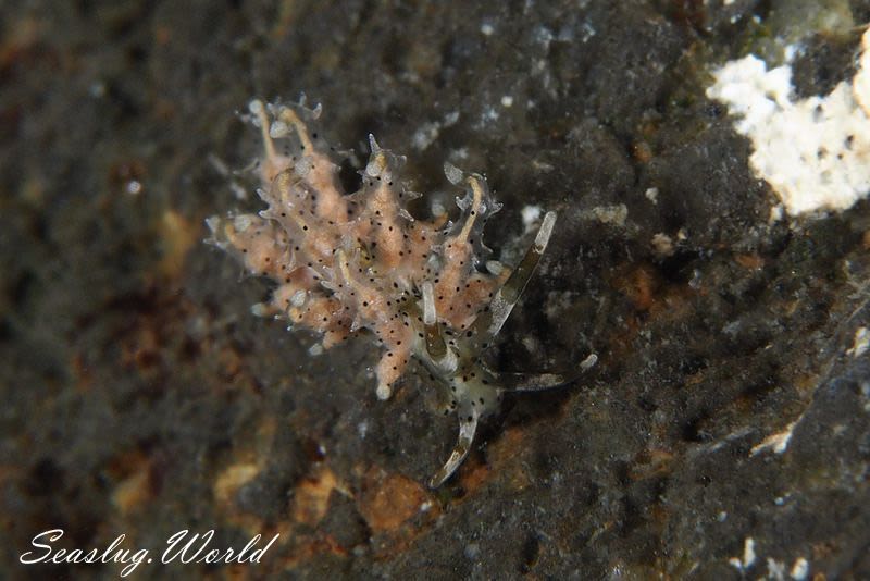 ジョオウミノウミウシ Eubranchus virginalis