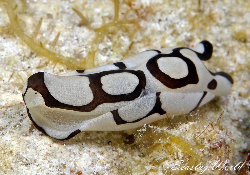 インド太平洋のウミウシ ガイドブック Nudibranchs 洋書 - 洋書