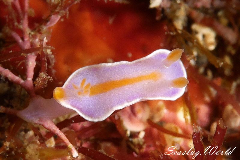 フタイロニシキウミウシ Ceratosoma bicolor