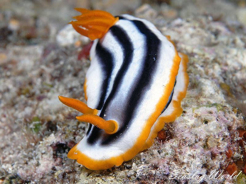 タイヘイヨウイロウミウシ Chromodoris sp. cf. africana