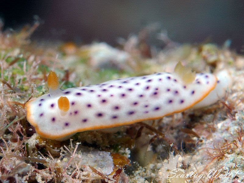 モンコウミウシ Chromodoris aspersa